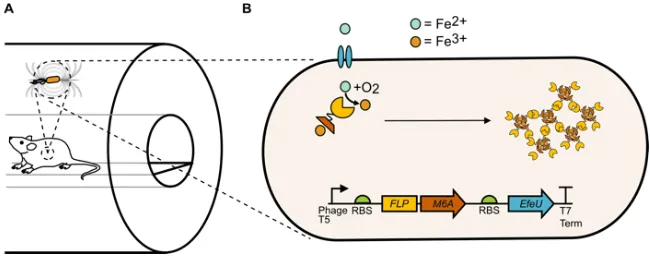 Figure 2.4  Ultraparamagnetic gene circuit. a Paramagnetic cells produce magnetic fields and experience force when placed inside a strong magnetic field, such as in an MRI scanner