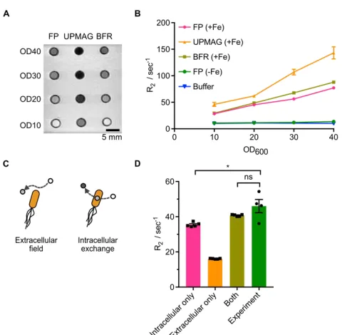 Figure 2.5 UPMAG cells produce enhanced MRI contrast. a Carlo simulation results for cells at OD A T2 weighted image of E.coli in an agarose phantom, acquired at 7 Tesla using a spin echo sequence with TR = 2500 ms and TE = 11 ms
