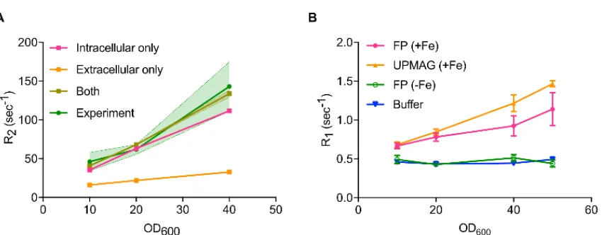 Figure 2.6 Simulated and experimental relaxation rates for multiple concentrations a  Simulated transverse relaxation rates (R2) for UPMAG expressing E