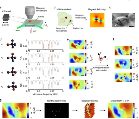 Figure 3.1 Subcellular mapping of magnetic fields in cells labeled for MRI.  a Schematic of subvoxel magnetic field mapping using a NV magneto-microscope