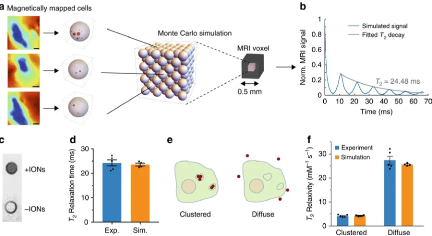 Figure 3.2 Predicted and experimental MRI behavior in cells. a Schematic of Monte Carlo modeling of spin relaxation using NV-mapped magnetic fields