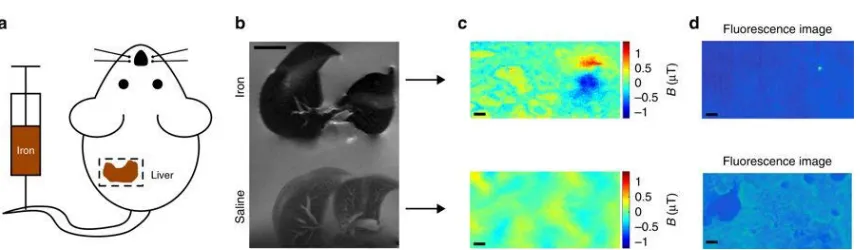 Figure 3.3 Magnetometry of histological samples. a Diagram of mouse model of iron overload, prepared by injecting 10 mg kg−1 of 900 nm iron oxide nanoparticles into the tail vein