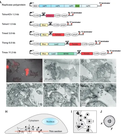 FIG 1 Visualization of the replication of RNA templates by CLEM and analysis of spherule size
