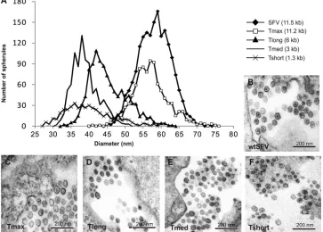 FIG 2 Spherule sizes induced by different lengths of replicating RNA. (A) Distribution of spherule diameters for different lengths of RNA templates