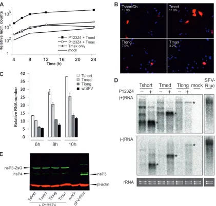 FIG 3 Replication of different RNA templates. (A) Replication efﬁciency of genome-size construct (Tmax) was studied with Rluc assay