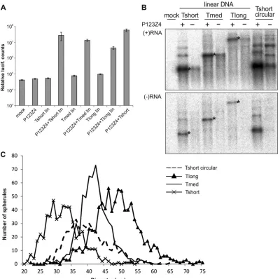 FIG 4 transtransfected to BSR cells, and triplicate samples were analyzed at 16 h posttransfection for luciferase activity
