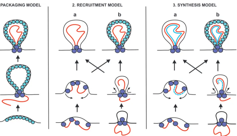 FIG 6 Three classes of models for spherule formation: packaging, recruitment, and synthesis models