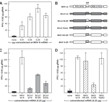 FIG 7 Abilities of interspecies chimeric N proteins to enhance the infectivity of genomic RNA