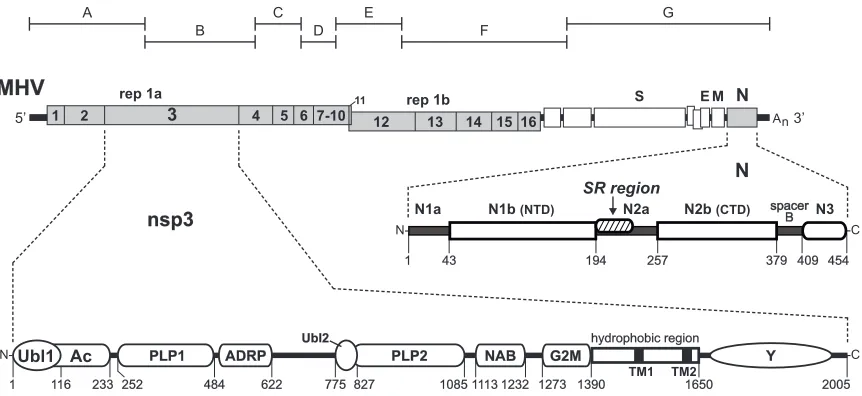 FIG 1 Interaction between the coronavirus nucleocapsid (N) protein and the nsp3 subunit of the replicase
