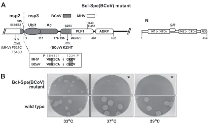 FIG 2 Inexact substitution of the BCoV Ubl1 and Ac domains of nsp3. (A) Schematic of the MHV-BCoV chimeric portion of the replicase polyprotein and theresidues that differ between the two sequences