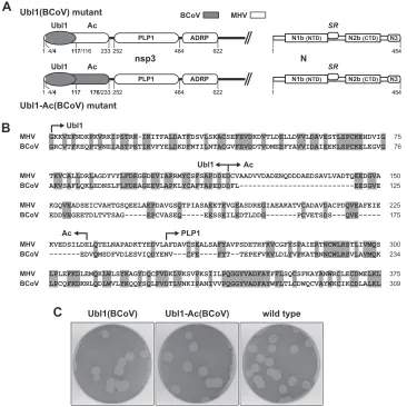FIG 3 Exact substitution of the BCoV Ubl1 and Ac domains of nsp3. (A) Schematics of the MHV-BCoV chimeric portion of nsp3 and the MHV wild-type Nprotein encoded by the Ubl1(BCoV) and Ubl1-Ac(BCoV) mutants