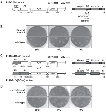 FIG 4 Complementation of the N(BCoV) substitution by the Ubl1(BCoV) substitution. (A and C) Schematics of the MHV or MHV-BCoV chimeric portion ofnsp3 and the BCoV N protein encoded by the N(BCoV), Ubl1/N(BCoV), and Ubl1-Ac/N(BCoV) mutants