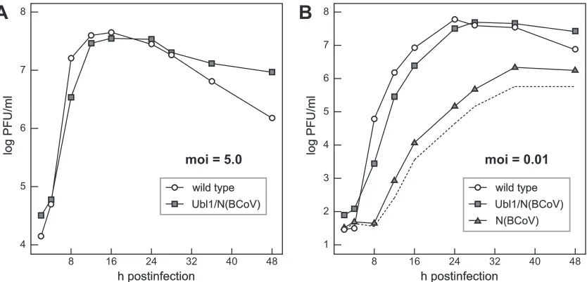 FIG 5 Growth kinetics of the Ubl1/N(BCoV) and N(BCoV) mutants. Conﬂuent monolayers of 17Cl1 cells were infected at 37°C with Ubl1/N(BCoV) orwild-type virus at a multiplicity of infection (moi) of 5.0 PFU per cell (A) or with Ubl1/N(BCoV), N(BCoV), or wild-