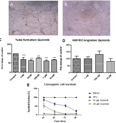 Figure 2. shows quininib does not alter migration (1 nm–10 10 formation reduction is detected between 1 nM–10 Quininib reduces endothelial tubule formation and cancer cell proliferation