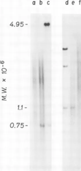 FIG. 4.mentsrespectDouble-strandedKpnIDNA[32P]cDNA.B-tropicontomentsasusedcleases.agarose(b) described Orientation of B-tropic MuLV DNA frag- produced by different restriction enzymes with to the 3' and 5' ends of the RNA molecule