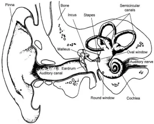 Figure 2.1: Illustration of the structure of the peripheral auditory system showing outer, middleand inner ear