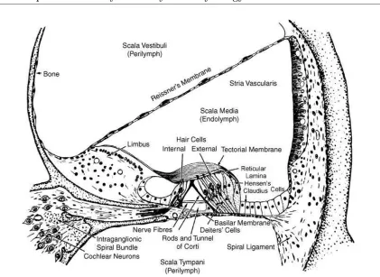 Figure 2.2: Cross-section of the cochlea, showing inner and outer hair cells and basilear mem-brane