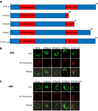 FIG 5 Deletion of the C terminus of 97R alters its localization. (A) Schematic of wild-type (137 amino acids) and mutant forms of 97R