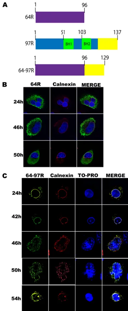 FIG 6 The 97R C-terminal tail alters localization of 64R and induces ERinvaginations. (A) Schematic of wild-type 64R (purple) along with wild-type 97R