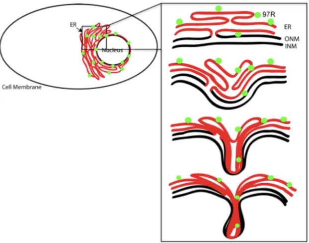 FIG 7 Model of 97R-induced invagination of the ER and outer nuclear membrane into the nucleus