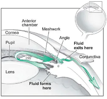 Figure 1.3 - The fluid pathway in the eye.   Glaucoma is often related to the partial or complete blockage of the outflow of aqueous fluid through the trabecular meshwork (labelled “meshwork”)