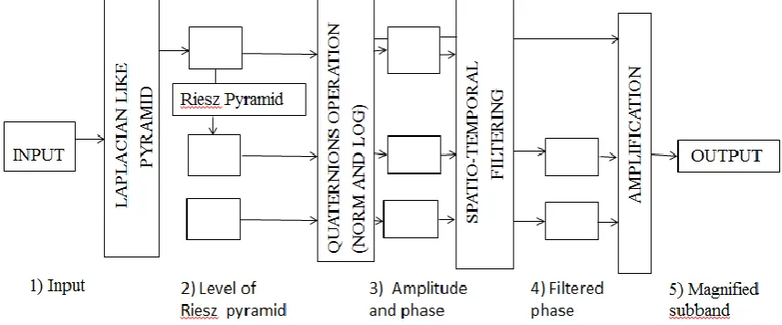 Fig 3. Stages for motion magnification using Riesz pyramid [15].  pyramid. (c)The quaternion norm is used to compute the amplitude (top row) and the quaternion logarithm is used to produce the quaternionic phase (bottom rows)