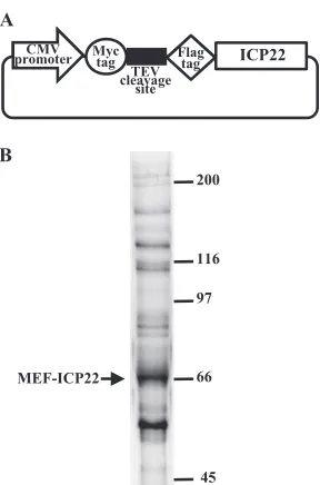 FIG 1 (A) Schematic of expression plasmid pcDNA-MEF-ICP22 encodingICP22 tagged with MEF