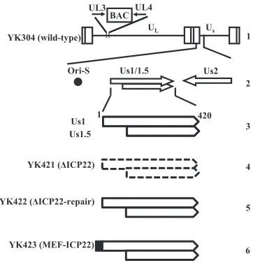 FIG 2 Schematic of the genome structure of wild-type virus YK304 and therelevant domains of the recombinant viruses in this study