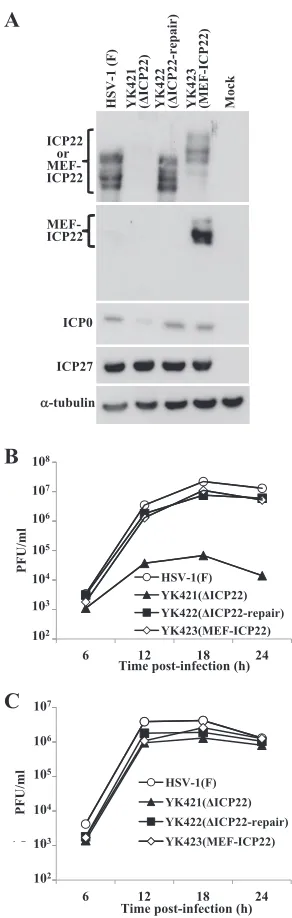 FIG 3 Characterization of the recombinant viruses constructed for this study.(A) HEL cells mock-infected or infected with wild-type HSV-1F, YK421(at an MOI of 5