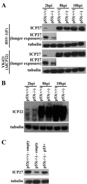 FIG 6 Effect of p53 reintroduction into HCT116 p53�p53p53�/� cells on viral repli-cation