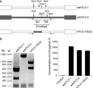 FIG 1 Generation and characterization of the recombinant HTLV-1/SU2 provirus. (A) Genomic organization of the wild-type and recombinant proviral clonesused in this study