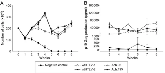 FIG 4 HTLV-1 envelope SU domain mutant viruses Ach.95 and Ach.195 were capable of infecting and immortalizing fresh PBMCs in culture