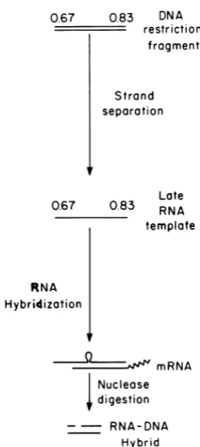 FIG. 1.resentsmoreofterminustheterminus.liesvariabilitywithandby 168 convention Schematic representation of SV40 genome the regions coding for late primary transcript mRNA noted