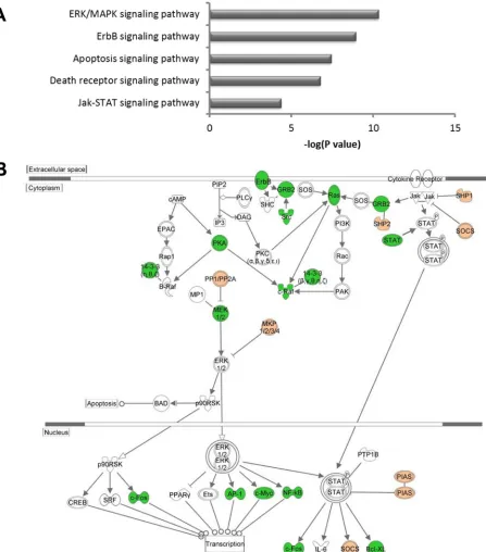 FIG 7 Pathway analysis of Meq-regulated genes. (A) Top 5 functional classiﬁcations based on canonical pathway analysis of differentially expressed genes withsigniﬁcant [�log (P value) less than �1.3)] Meq binding sites using Ingenuity Pathway Analysis
