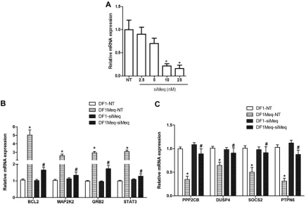FIG 9 Inﬂuence of Meq inhibition through siRNA. (A) Optimization of siRNA concentration and verifying efﬁciency of knockdown in Meq-DF-1 cells; *, P �0.05 compared to no template (NT) controls