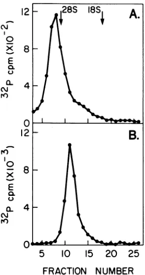 FIG. 2.forradioactivitydenaturationmRNAdientafteration.sucroseas described Sedimentation of 32P-labeled Ad2 mRNA's three cycles ofsedimentation and heat denatur- 32P-labeled, polyadenylated RNA was isolated in the text
