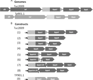 FIG 1 Phage expression constructs. (A) Schematic presentation of the genomic regions of Tuc2009 and TP901-1 encoding the phage baseplate proteins