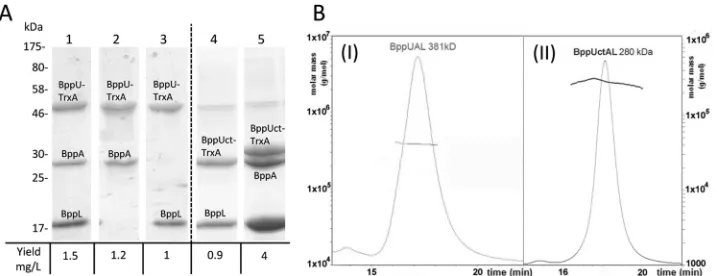 FIG 2 Production and analysis of Tuc2009 tripod protein complexes. (A) SDS-PAGE analysis of the His-tagged puriﬁed protein products expressed byNZ9000 cells harboring pTX8048-UAL (lane 1), pTX8048-UA (lane 2), pTX8048-UL (lane 3), pTX8049-BppUctL (lane 4),