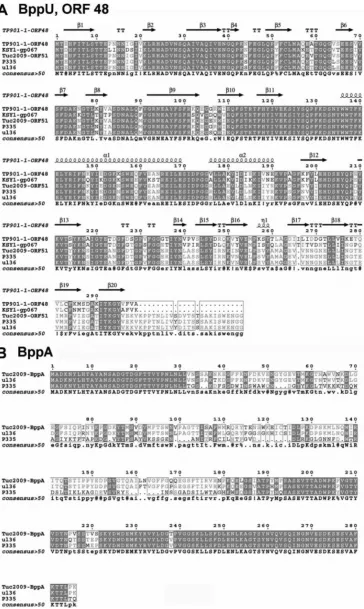 FIG 3 Sequence alignment of upper and accessory baseplate proteins. (A) Amino acid alignment of BppU protein homologues from TP901-1, Tuc2009, KSY1,P335, and UL36