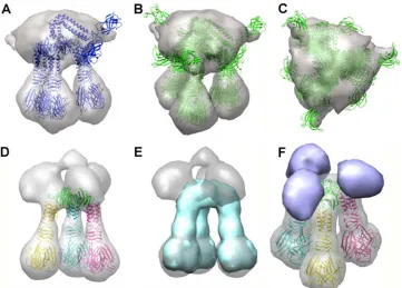 FIG 4 EM map of Tuc2009 tripod. (A to C) The BppU (full length), BppA, and BppL complex