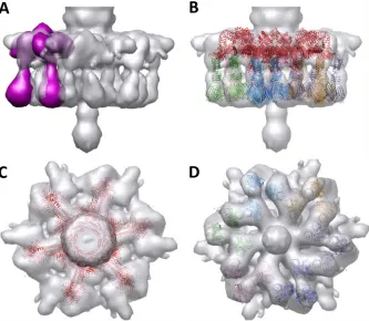 FIG 6 EM map analysis and molecular assignment of Tuc2009 baseplate. (A to C) A difference map (blue) was obtained by subtracting the 20-Å-resolution calculatedmap of the X-ray structure of the baseplate of TP901-1 from the EM map of the baseplate of phage
