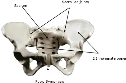 Figure 2-2 Model of pelvic bones (NCSSM photos 2013) 