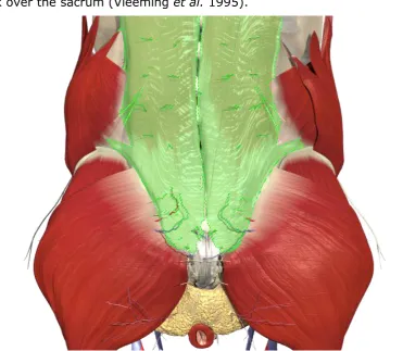 Figure 2-3 Posterior view showing the thoracolumbar fascia (the structure 