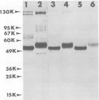 Figure 16)[3H]arginine-labeled or shows the electrophoretic pattern of proteins (tracks 1, 2, 5, and [2-3H]mannose-labeled proteins (tracks 3