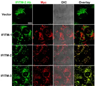 FIG 9 A majority of IFITM-1 does not colocalize with IFITM-2 or -3. Confocal images of Vero E6 cells stably expressing Myc-tagged IFITM-1, -2, or -3 proteinsor vector alone that were stained with Myc antibody (red) or IFITM-2 antibody (green)