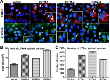 FIG 10 Distinct pattern of expansion in acidiﬁed compartments by IFITM-2 or -3 compared to IFITM-1