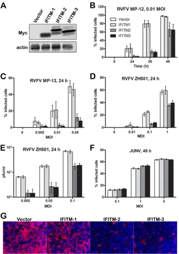 FIG 1 IFITM-2 and IFITM-3 proteins restrict RVFV infection. (A) Western blot analysis of cells of Vero E6 cell lines stably expressing Myc-tagged IFITM-1,IFITM-2, or IFITM-3 or vector alone
