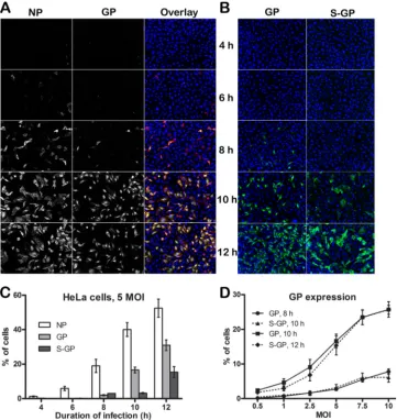 FIG 5 Kinetics of NP and GP expression during one round of replication of RVFV in HeLa cells
