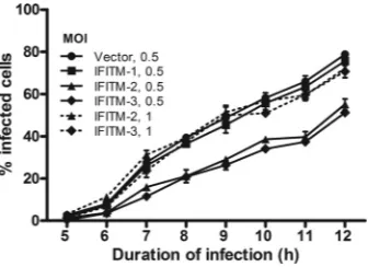 FIG 6 IFITM-2 or IFITM-3 proteins do not restrict MP-12 attachment to the cell surface or virus endocytosis