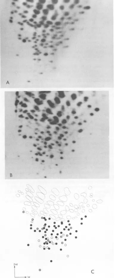 FIG. 3.genomes.M.FeLVFeLVAcells,ant(Rickard); Comparison of the two subgroup A virus FeLVA (Rickard) was isolated from F422 a spontaneous lymphoid cell line provided by Essex (13)